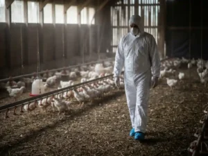 Biosecuritymedewerker in wit beschermend pak loopt door een schemering kippenstal met vleeskuikens bij voederlijnen.
