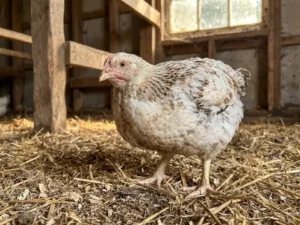 Vleeskuiken staat alert op stro in een houten schuur, verlicht door natuurlijk daglicht.